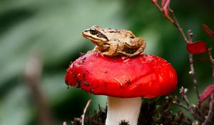 Preview wallpaper frog, mushroom, toadstool, sit, close-up