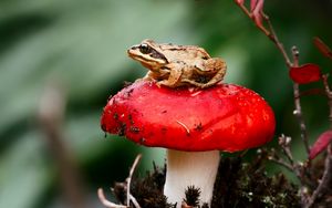 Preview wallpaper frog, mushroom, toadstool, sit, close-up