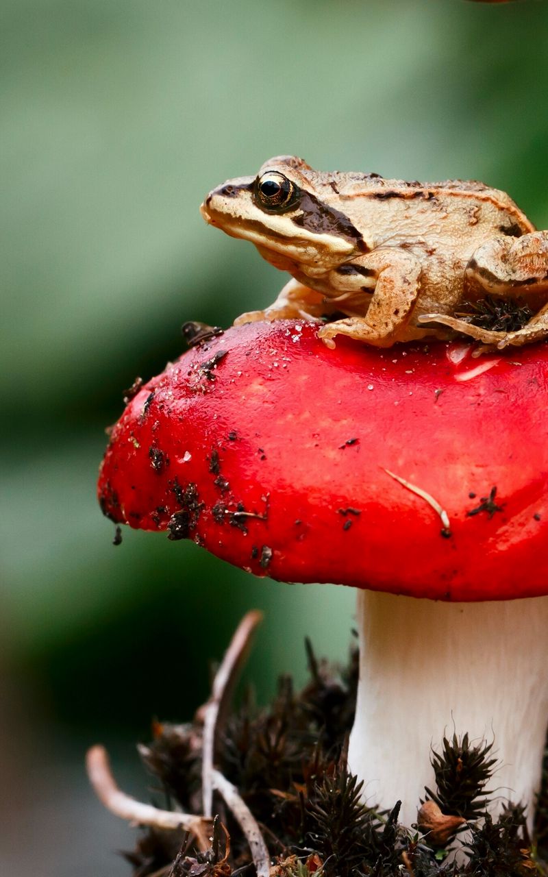 frog with mushroom wallpaperTikTok Search