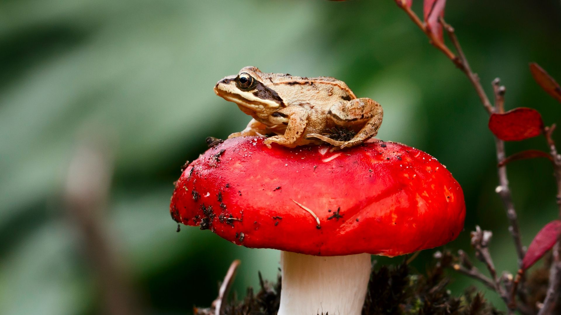 Download wallpaper 1920x1080 frog, mushroom, toadstool, sit, close-up 