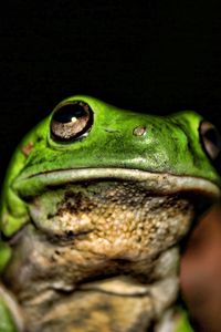 Preview wallpaper frog, muzzle, color, shade