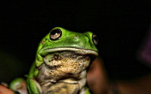 Preview wallpaper frog, muzzle, color, shade