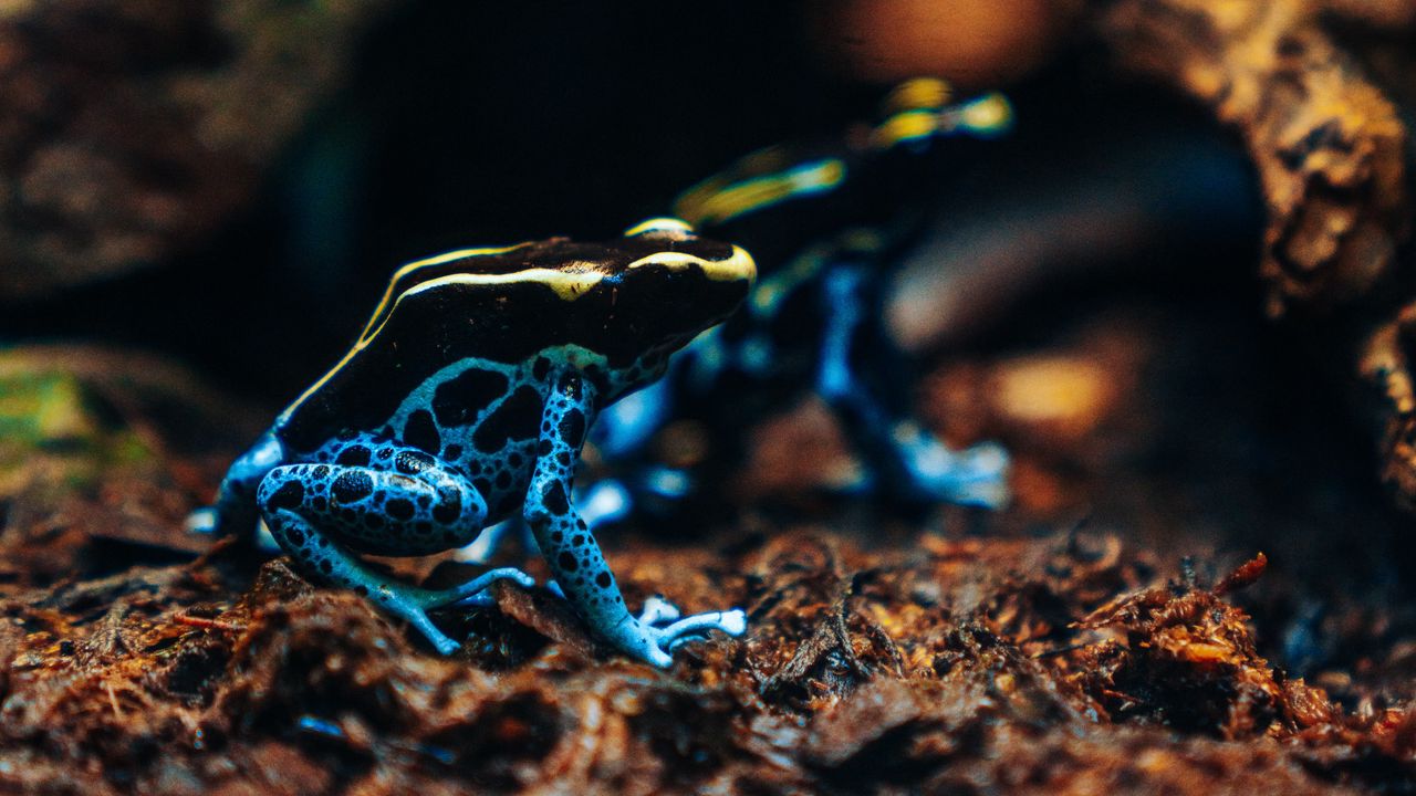 Wallpaper frog, phyllobates, colorful, spotted, exotic
