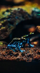 Preview wallpaper frog, phyllobates, colorful, spotted, exotic