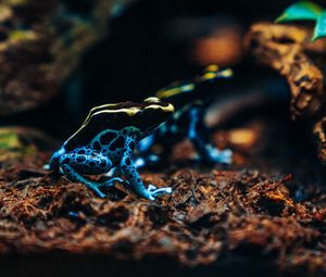 Preview wallpaper frog, phyllobates, colorful, spotted, exotic