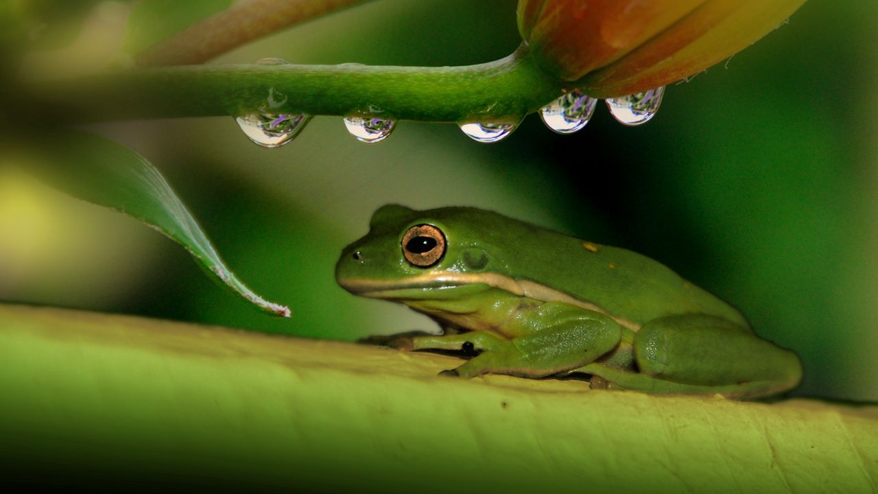 Wallpaper frog, plant, drops