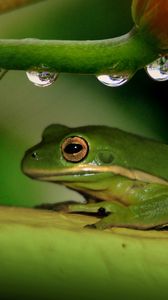 Preview wallpaper frog, plant, drops