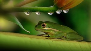 Preview wallpaper frog, plant, drops
