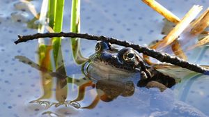 Preview wallpaper frog, pond, amphibian