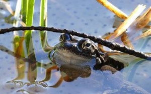 Preview wallpaper frog, pond, amphibian