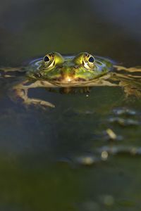 Preview wallpaper frog, pond, eyes, water