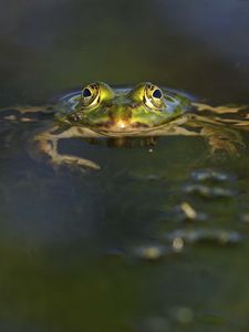 Preview wallpaper frog, pond, eyes, water