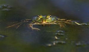 Preview wallpaper frog, pond, eyes, water