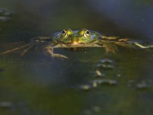 Preview wallpaper frog, pond, eyes, water