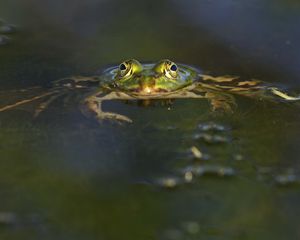 Preview wallpaper frog, pond, eyes, water