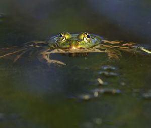 Preview wallpaper frog, pond, eyes, water