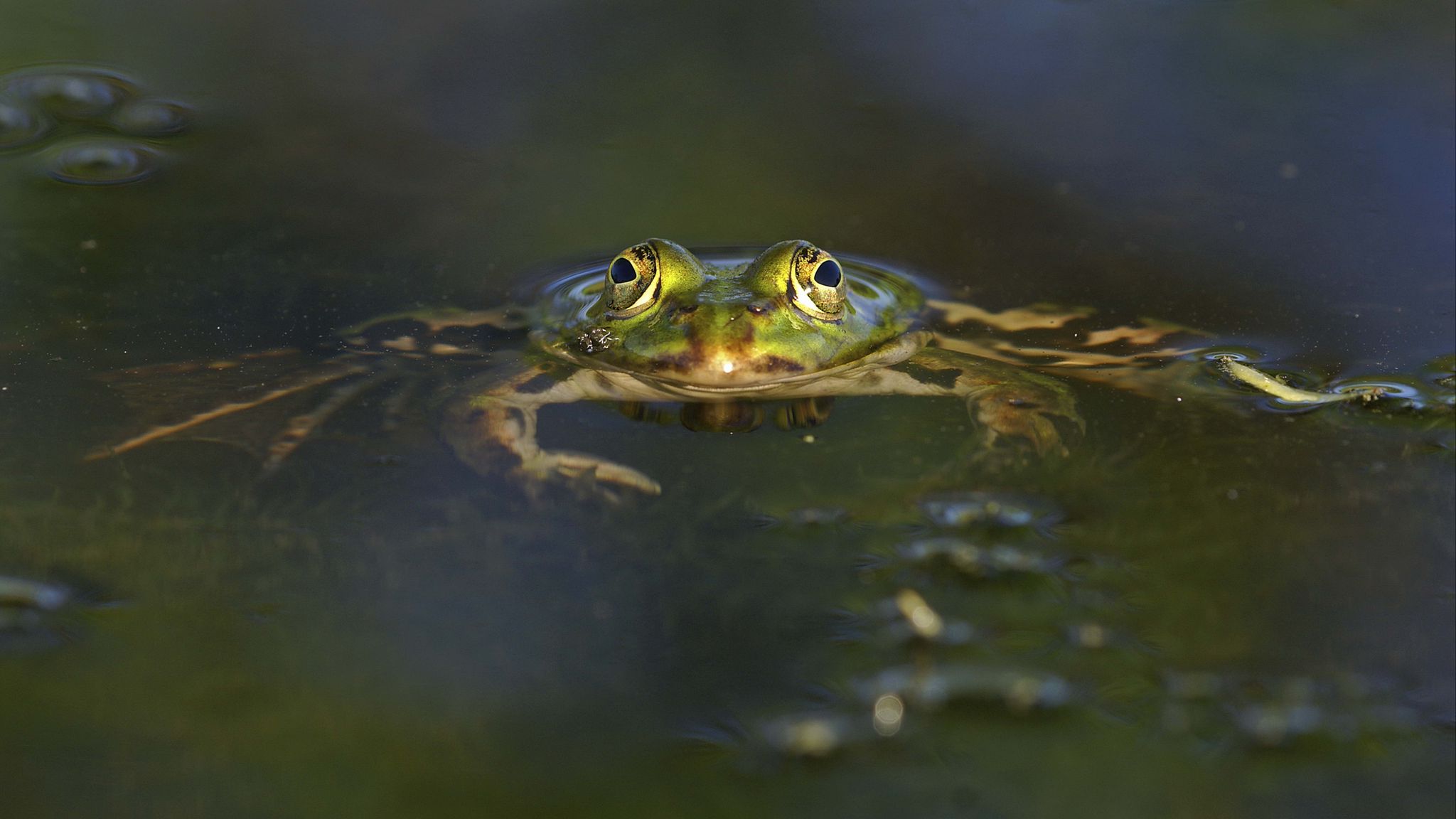 Download wallpaper 2048x1152 frog, pond, eyes, water ultrawide monitor