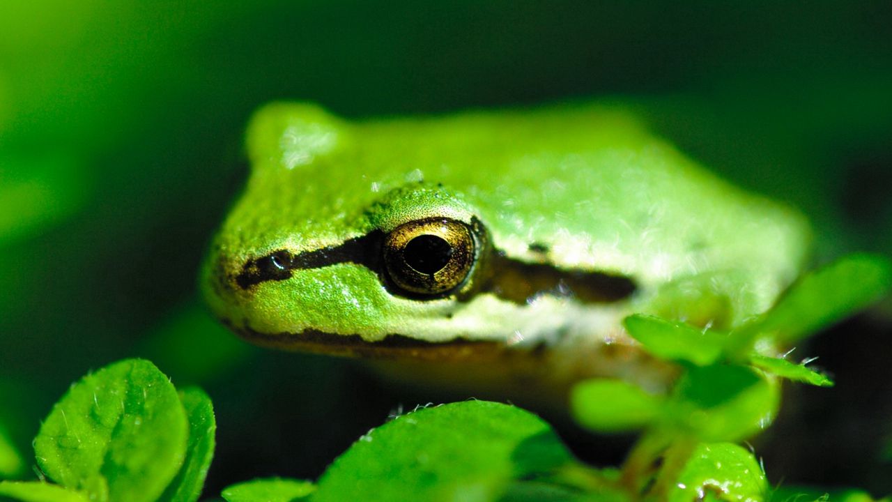 Wallpaper frog, pond, green, stripes, leaves