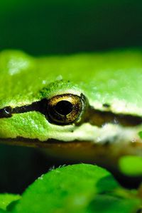 Preview wallpaper frog, pond, green, stripes, leaves