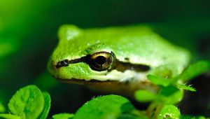 Preview wallpaper frog, pond, green, stripes, leaves