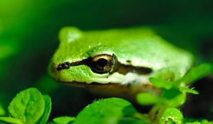 Preview wallpaper frog, pond, green, stripes, leaves