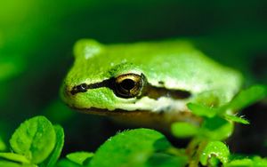 Preview wallpaper frog, pond, green, stripes, leaves