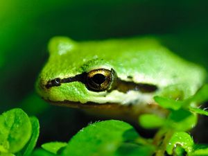 Preview wallpaper frog, pond, green, stripes, leaves