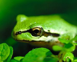 Preview wallpaper frog, pond, green, stripes, leaves