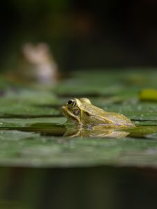 Preview wallpaper frog, pond, water, green