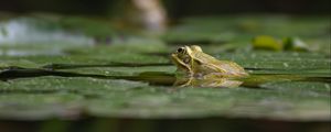 Preview wallpaper frog, pond, water, green