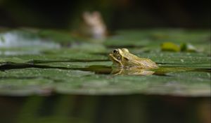 Preview wallpaper frog, pond, water, green