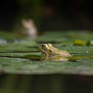 Preview wallpaper frog, pond, water, green