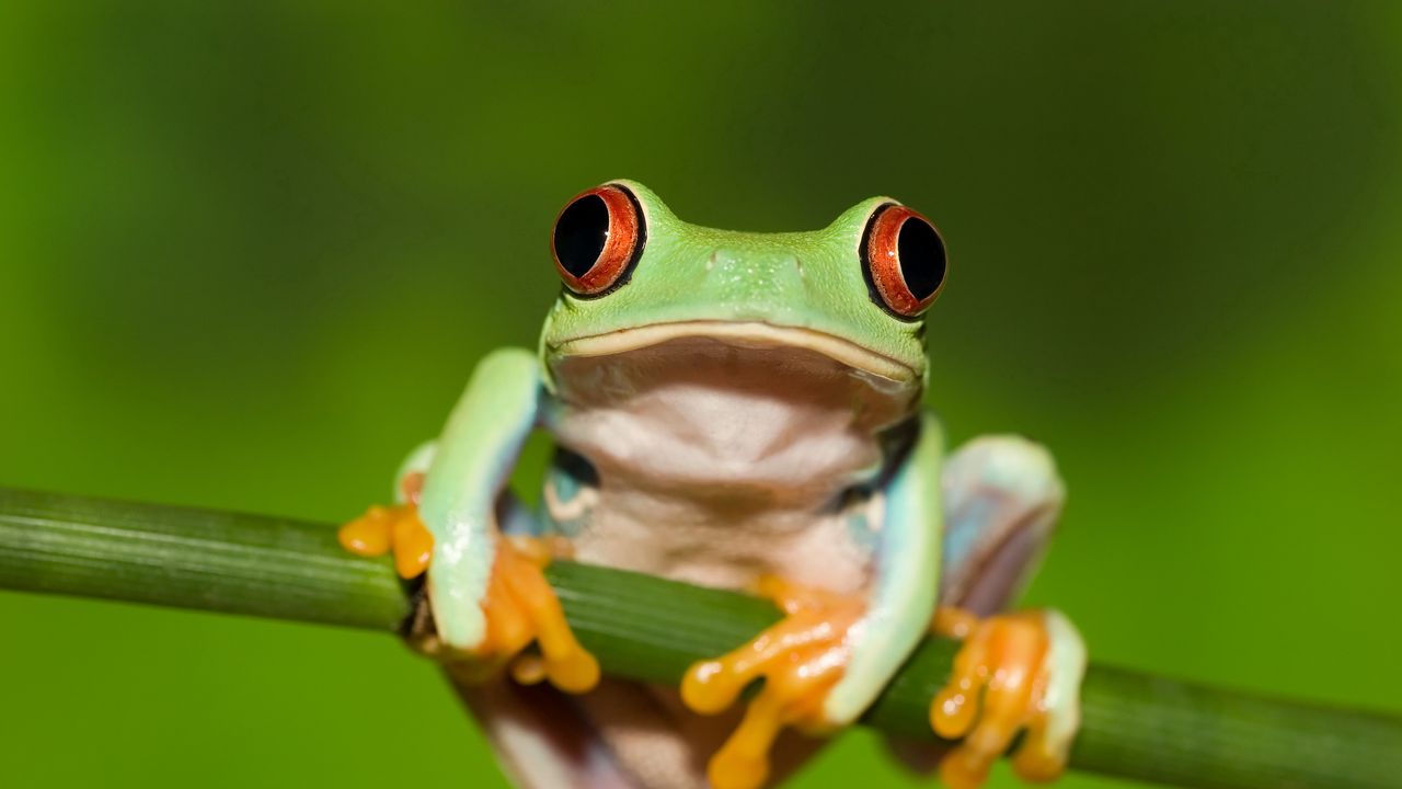Wallpaper frog, red eye, stem, green background