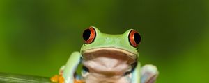Preview wallpaper frog, red eye, stem, green background