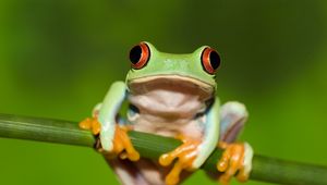 Preview wallpaper frog, red eye, stem, green background