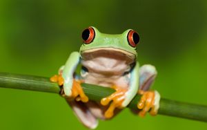 Frog 4k ultra hd 16:10 wallpapers hd, desktop backgrounds 3840x2400, images  and pictures