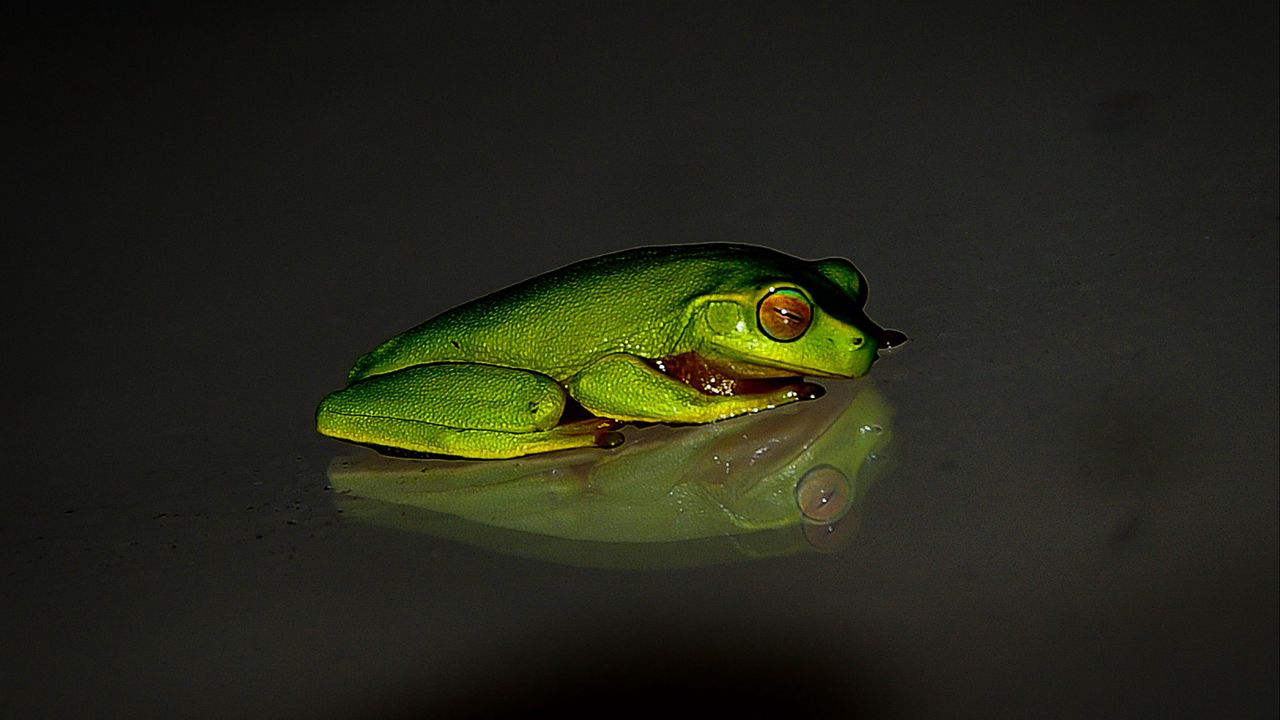 Wallpaper frog, reflection, dark background