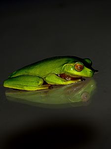 Preview wallpaper frog, reflection, dark background