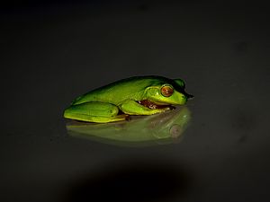 Preview wallpaper frog, reflection, dark background