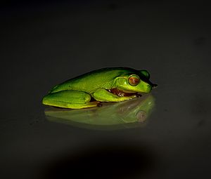 Preview wallpaper frog, reflection, dark background