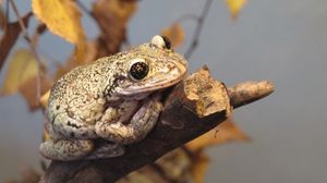 Preview wallpaper frog, reptile, branch, autumn