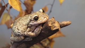 Preview wallpaper frog, reptile, branch, autumn