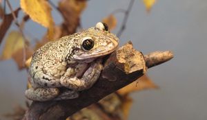 Preview wallpaper frog, reptile, branch, autumn