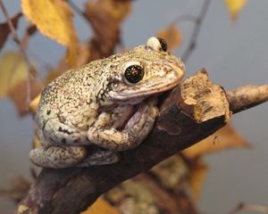 Preview wallpaper frog, reptile, branch, autumn