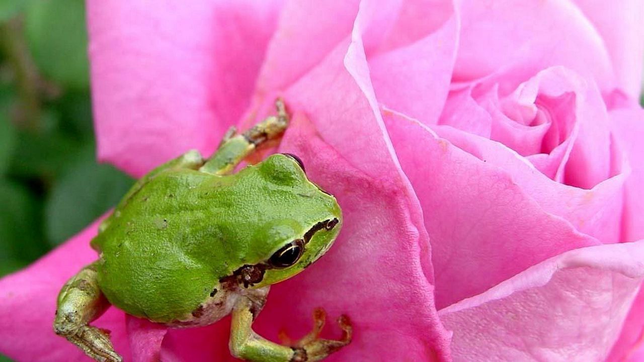 Wallpaper frog, rose, petals, bud