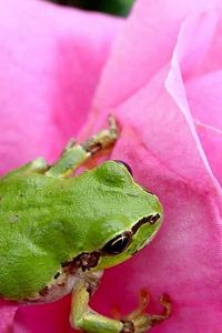 Preview wallpaper frog, rose, petals, bud