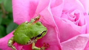 Preview wallpaper frog, rose, petals, bud