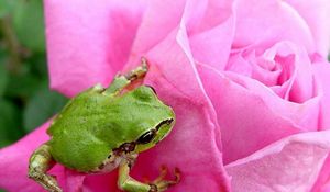 Preview wallpaper frog, rose, petals, bud