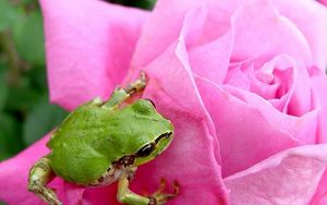 Preview wallpaper frog, rose, petals, bud
