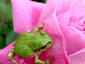 Preview wallpaper frog, rose, petals, bud